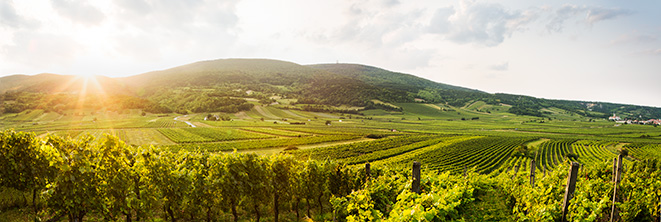 Der Wienerwald