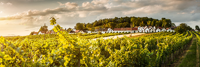 Das Weinviertel